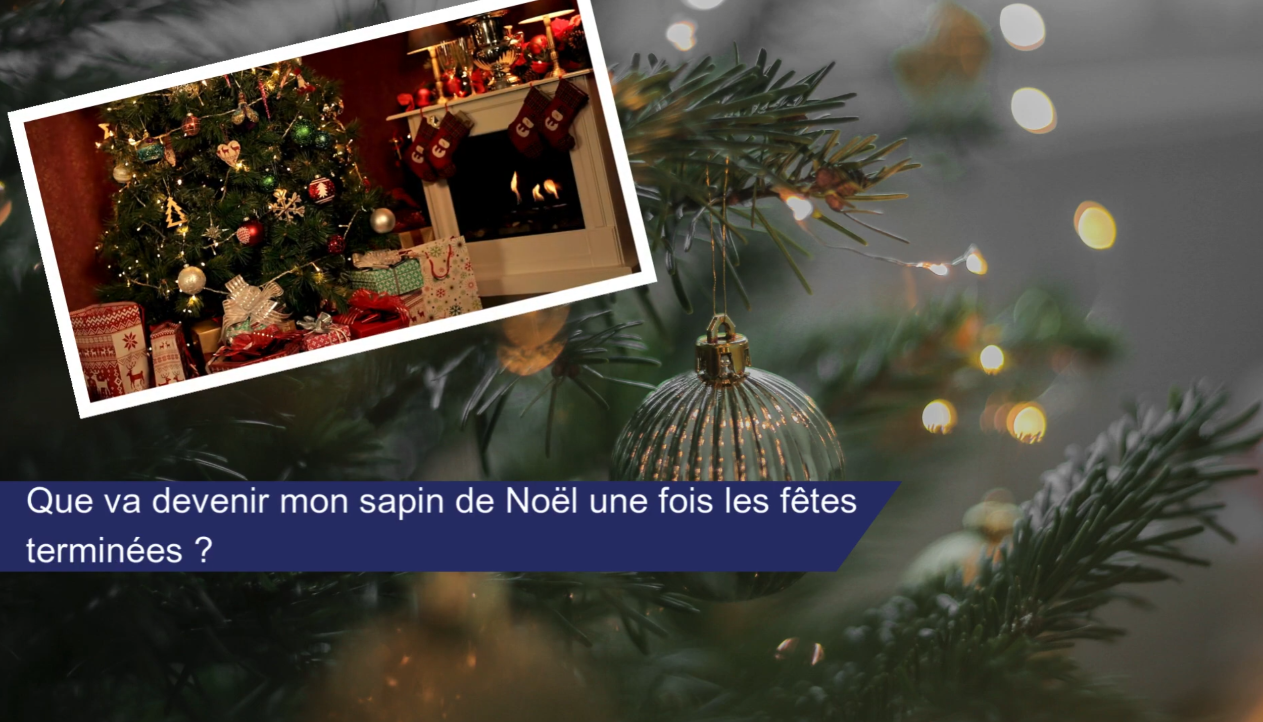 Que devient mon sapin de Noël après les fêtes ?